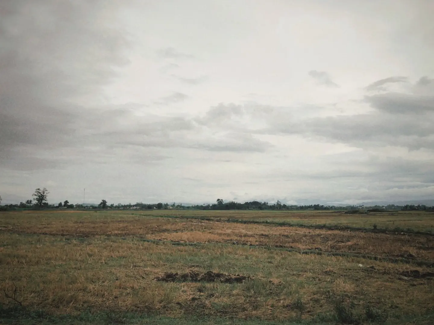 Arsa